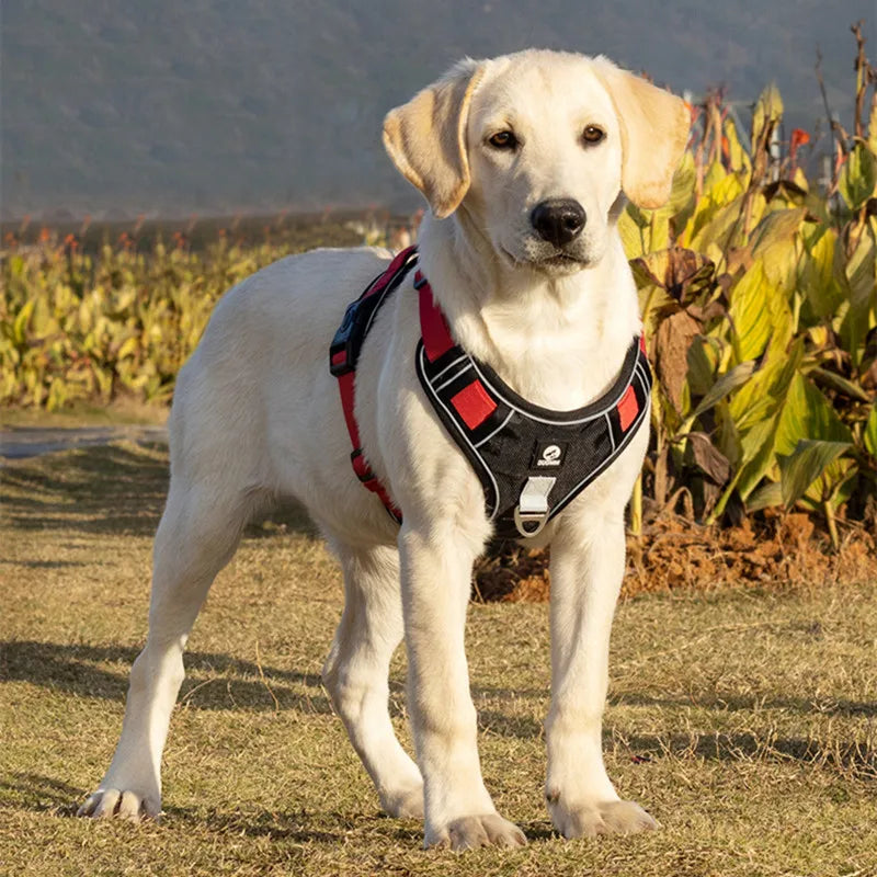 colete Ajustável para Cães